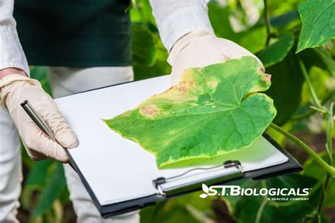 Nutrient Deficiencies In Late Growth Stages St Biologicals