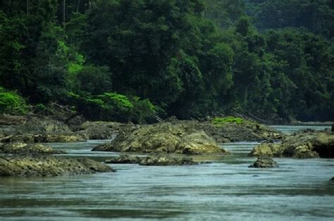 15 Fakta Menarik Taman Nasional Kayan Mentarang Yang Berperan Penting