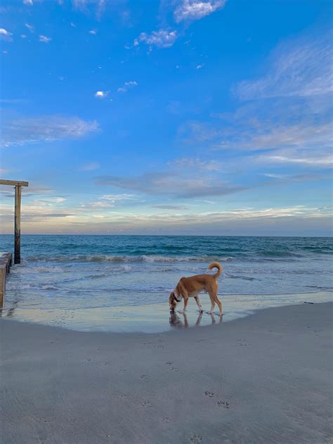 Atlantic Pet Sitting