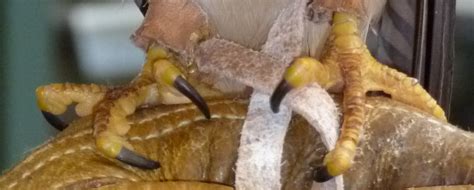 The Raptor Center: Name the Raptor Feet