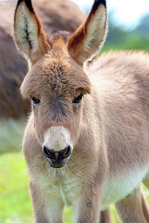 Donkey Foal Photograph By Jacky Parker Fine Art America