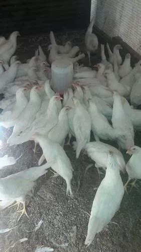 Huevo Fertil De Gallina Leghorn Envíos 120 Huevos en venta en por sólo