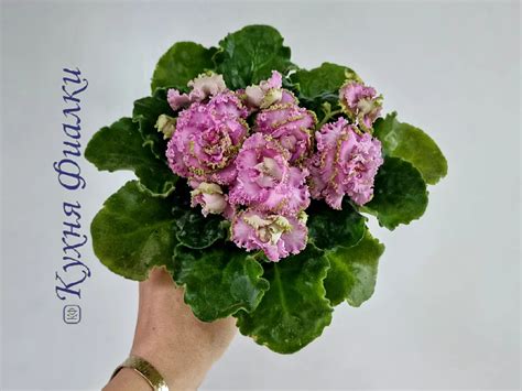 Селекция Лебедской Елены