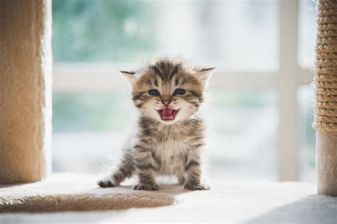 Ready to Adopt a New Kitten? Of Course You Are! | MarketPlace ...