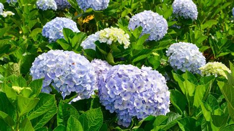 Is Hydrangea Macrophylla Hardy A Guide To Its Cold Hardiness