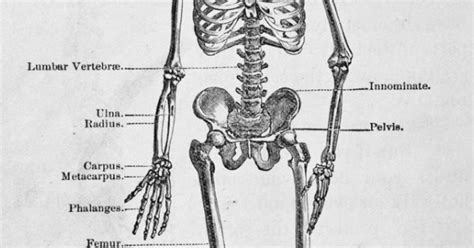 Cu L Es El Hueso M S Duro Del Cuerpo Humano Noticias De Arag N En