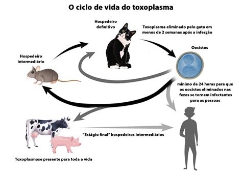 O Que A Toxoplasmose Pode Causar - Toxoplasmose: O Que É, Sintomas E Como Ocorre A Transmissão – LZRNN