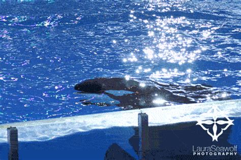 Killer Whale Texas  Find And Share On Giphy