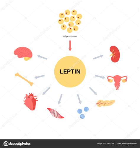 Hunger Appetite Hormones Stock Vector By Pikovit