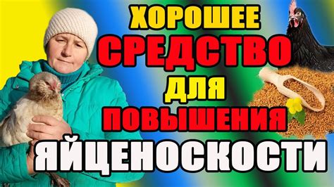 ХОРОШЕЕ средство для ПОВЫШЕНИЯ яйценоскости кур. - YouTube