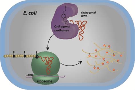 Efficient Incorporation Of Clickable Unnatural Amino Acids Enables