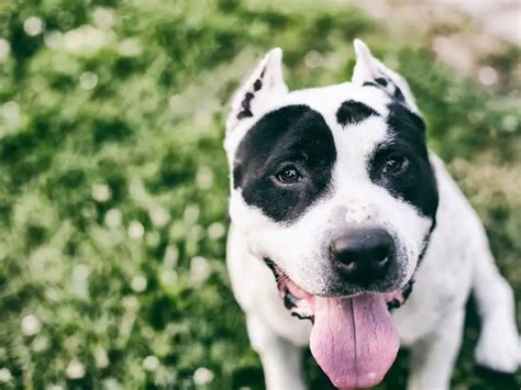 German Shepherd Pit Bull Mix - Complete Guide 2023 - Canine HQ