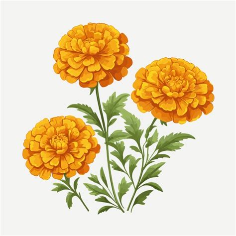 Premium Vector Marigold Blooms Vector On White Background