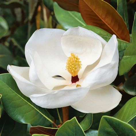 Plants2Gardens Magnolia Grandiflora Little Gem In 2 Litre Pot - QVC UK