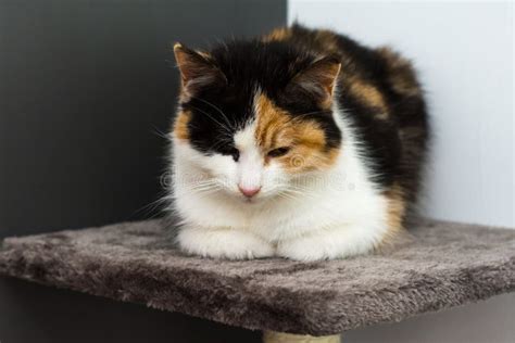 Portrait Of A Calico Cat At Home Calico Cats Are Domestic Cats With A