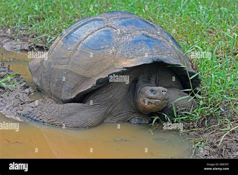 Galapagos Tortoise Galapagos Giant Tortoise Porteri Chelonodis