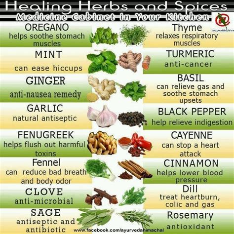 Healing Herbs Fact Sheet | Healing herbs, Remedies for nausea, Herbs