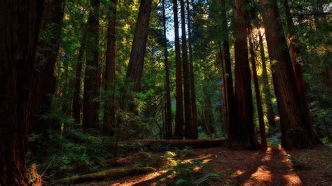 Redwood Forest Desktop Wallpapers - Top Free Redwood Forest Desktop ...