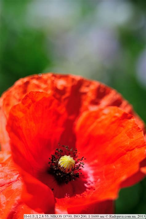 Обзор И-61Л/Д 2,8/55. Индустар 61 ЛД. | Радожива