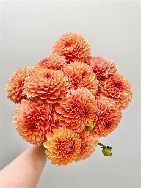 Sylvia Maarn Dahlia Tuber Bloom Floral