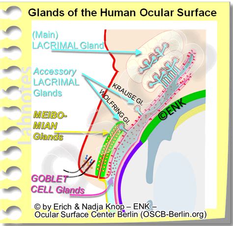 GLIMPSE On Tears And Tear Film Ocular Surface Center Berlin