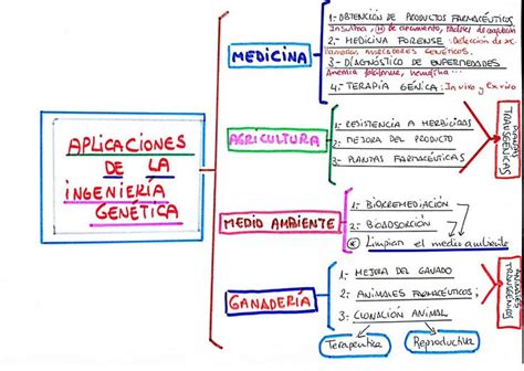 Mapa Conceptual De La Manipulacion Genetica Donos The Best Porn Website