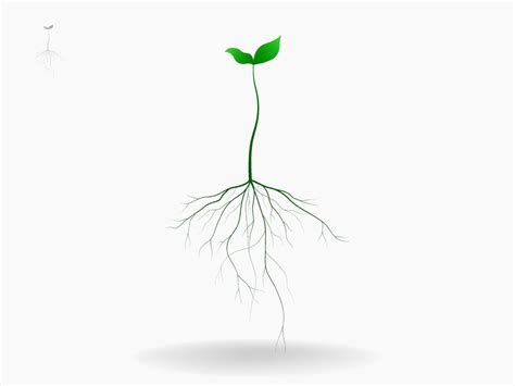 Black Branch Tree Or Naked Trees Silhouettes Set Hand Drawn Isolated Illustrations