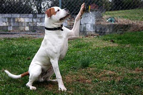 Американский бульдог - преданный друг