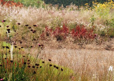 Grasses Perennials Hauser Wirth Somerset Lisa Cox Designs Plant