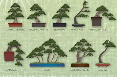 the different types of bonsai trees