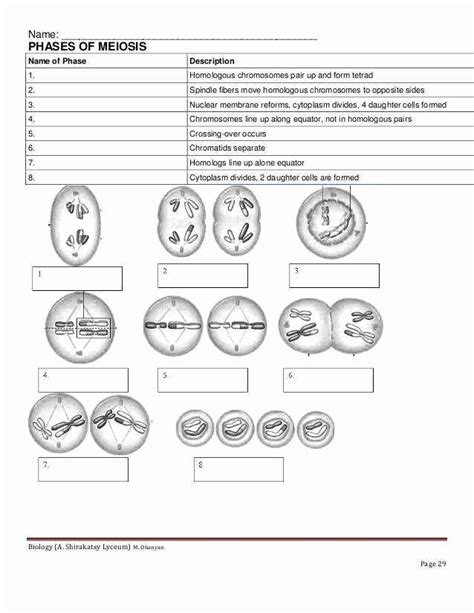 Meiosis Reading Skills Worksheet Answers