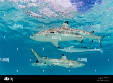 Blacktip Reef Sharks Carcharhinus Melanopterus Cruising The Shallow