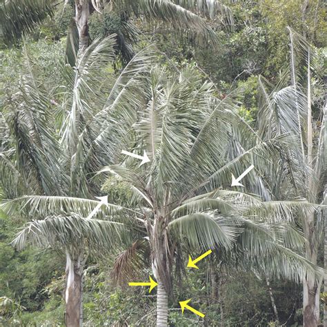 PDF Sex Change In The Dioecious Palm Ceroxylon Quindiuense Arecaceae