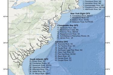 Atlantic Sturgeon | NOAA Fisheries