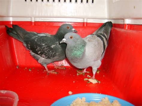 Гълъби – Ветеринарна клиника "Какаду"