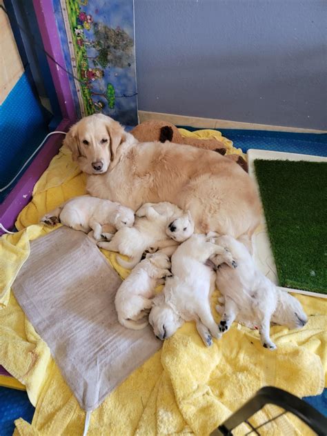 Dogs - Camp TLC Goldens