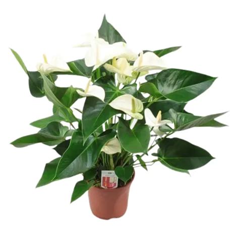 anthurium white potted