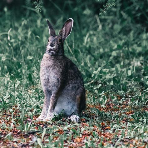 How High Can a Rabbit Jump? You Won’t Believe the Answer!
