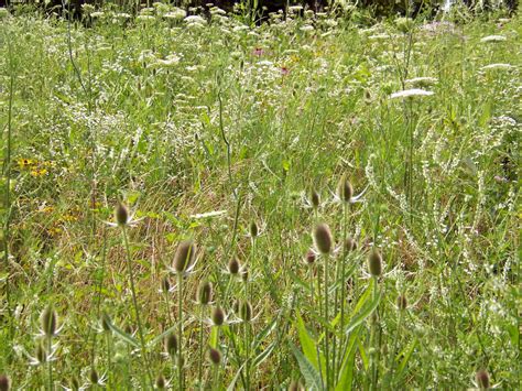 Free Images Nature Blossom Field Lawn Meadow Prairie Flower