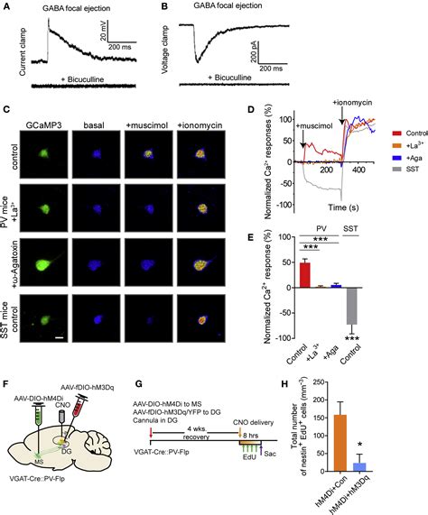 Long Range Gabaergic Inputs Regulate Neural Stem Cell Quiescence And