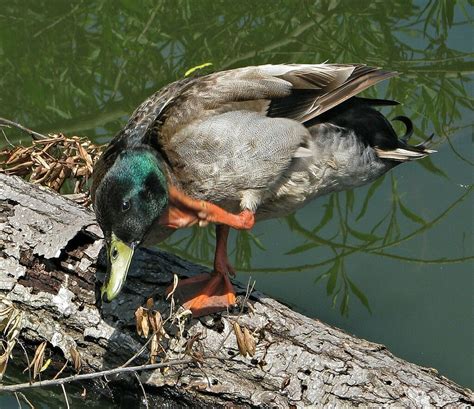 Domestic Mallard From La Lucila Provincia De Buenos Aires Argentina