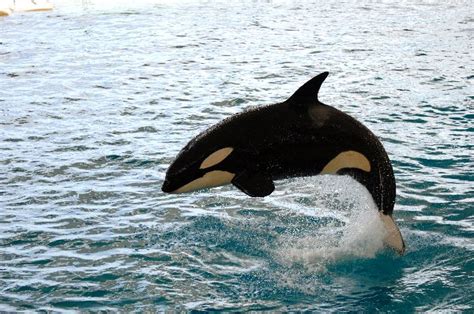 Killer Whale Jumping Killer Whale Facts And Information