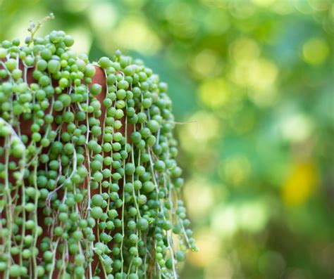 18 Perfect Succulents You Can Grow From Seeds