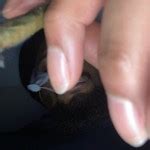 WhatsAwompo S Porn Videos Pornhub