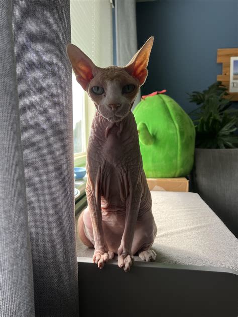 how to help cats with dandruff 8
