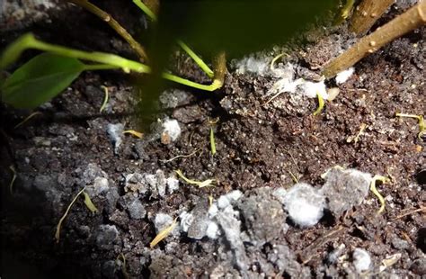 Почему земля в горшке покрывается белым налётом и как противостоять ...