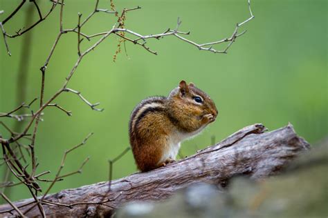 Wildlife Chipmunk Nature Royalty Free Photo