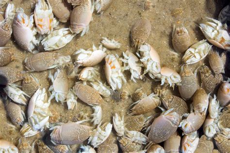 Giant Sand Crabs