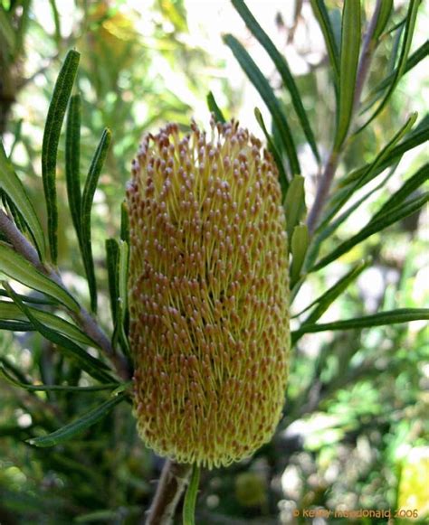 PlantFiles Pictures: Banksia Species, Silver Banksia (Banksia marginata ...