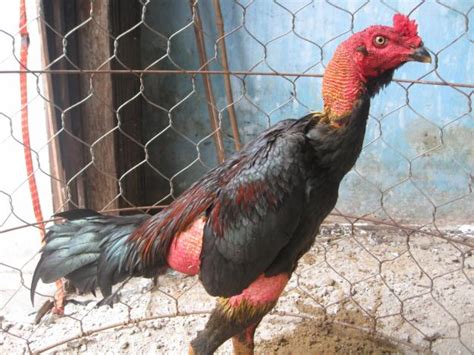 Breed Savers Naked Necks Chickens That Look Like Turkeys